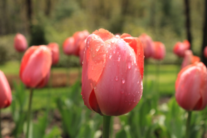 A field of pink tulips after the morning rain.